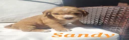 Cocker Spaniel dogs for sale: Beautiful golden working cocker spaniel puppies  - Advert 29
