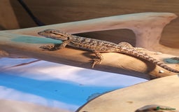 Bearded Dragon reptiles for sale: Baby bearded dragons £45 per baby  - Advert 7