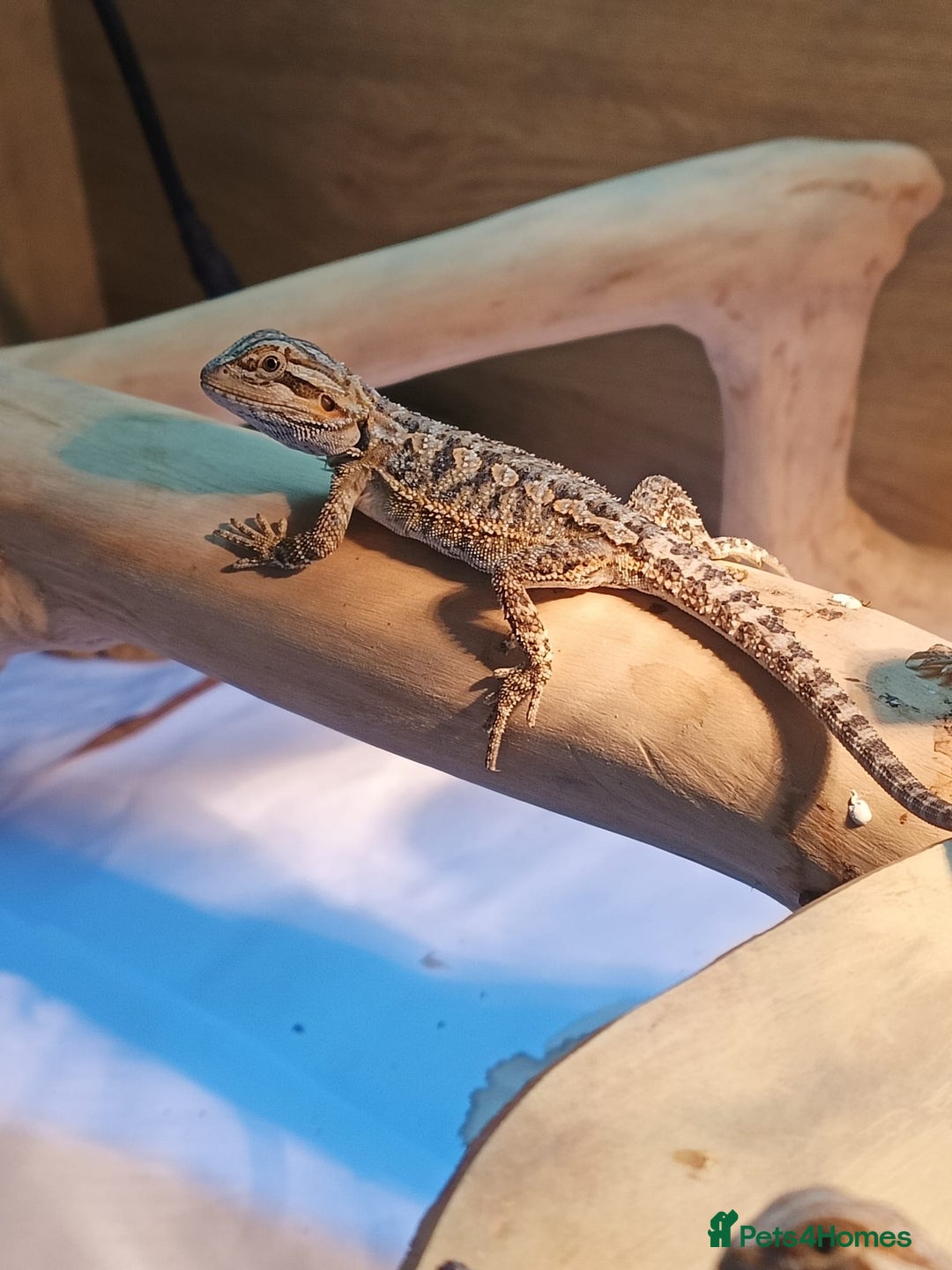 Bearded Dragon reptiles for sale: Baby bearded dragons £45 per baby  - Advert 7