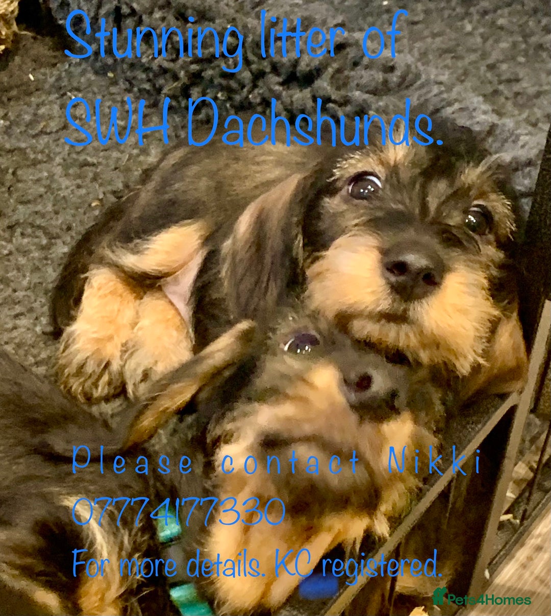 Dachshund dogs for sale: Excellence in every paw print Exceptional litter.  - Image 2