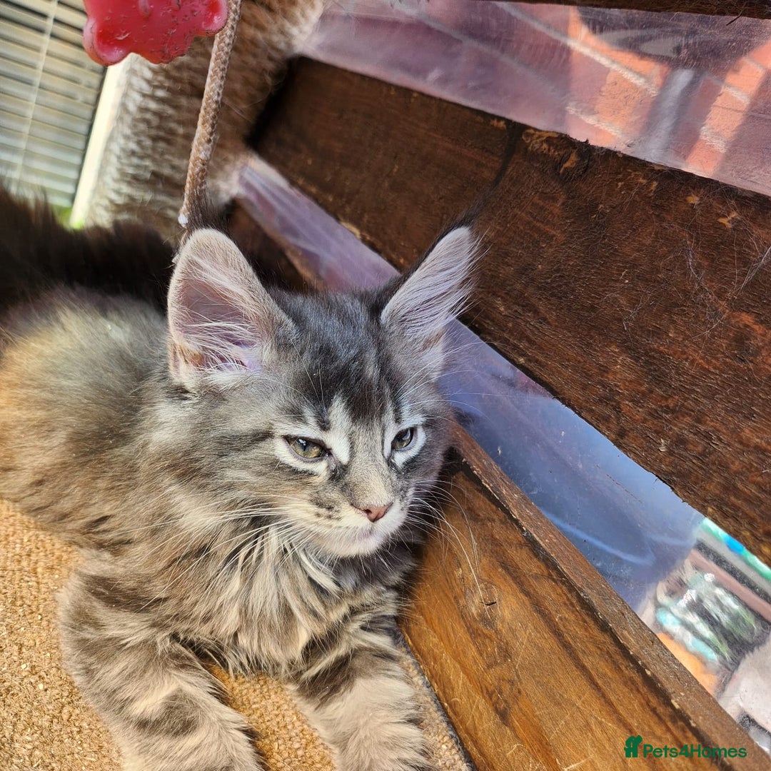 Maine Coon cats for sale: Maine coon purebred pedigre xl active in Barnsley - Image 26