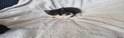 Mixed Breed cats for sale: 5 kittens ready for new home  - Advert 28