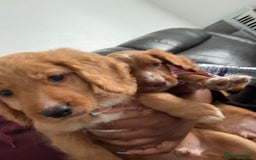 Cockapoo dogs for sale: 2 Beautiful Boy Cockapoo Puppies Left!! - Image 2