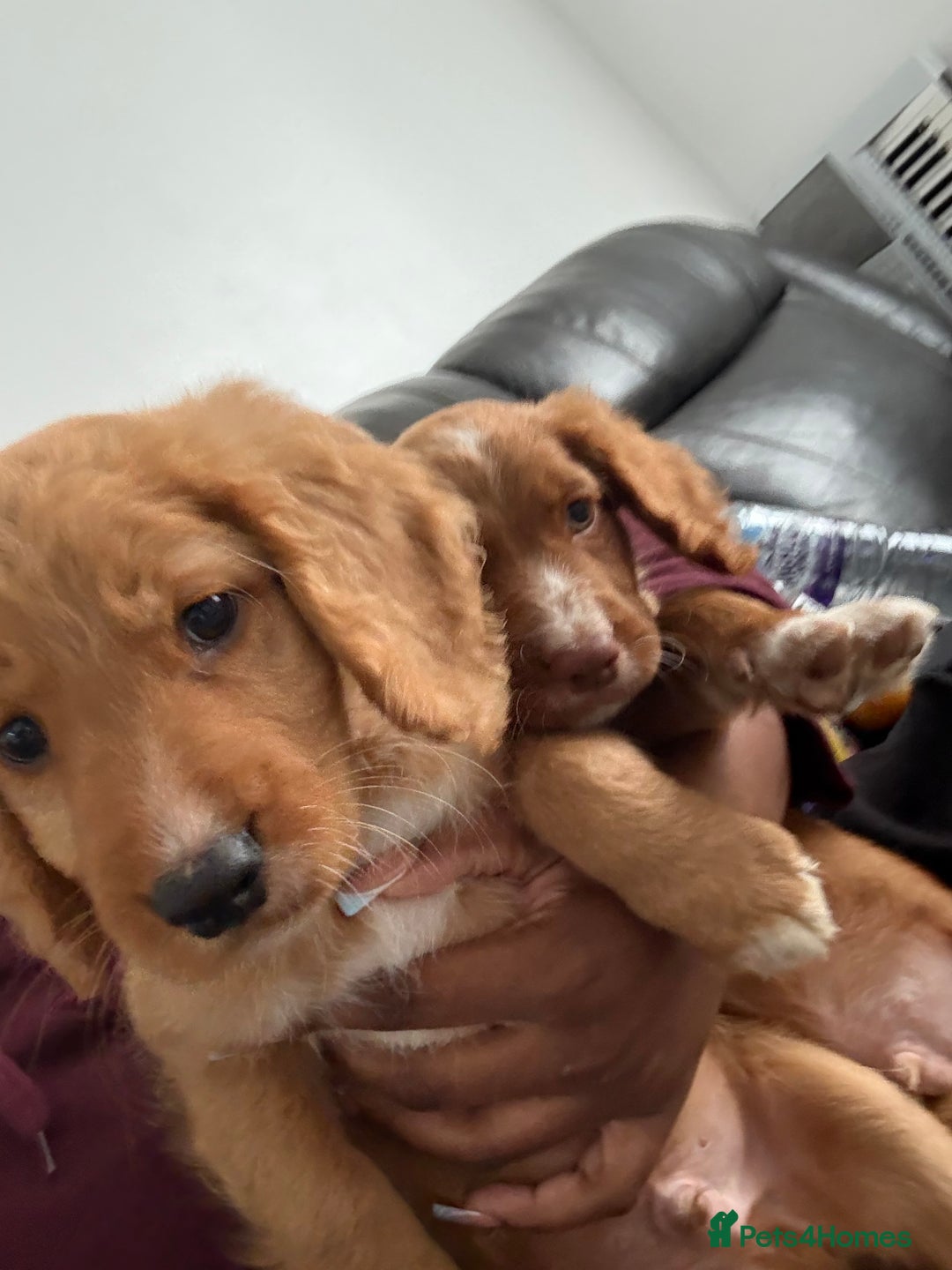 Cockapoo dogs for sale: 2 Beautiful Boy Cockapoo Puppies Left!! - Image 2