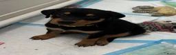 Rottweiler dogs for sale: Puppy Rottweiler male in Derby - Advert 1