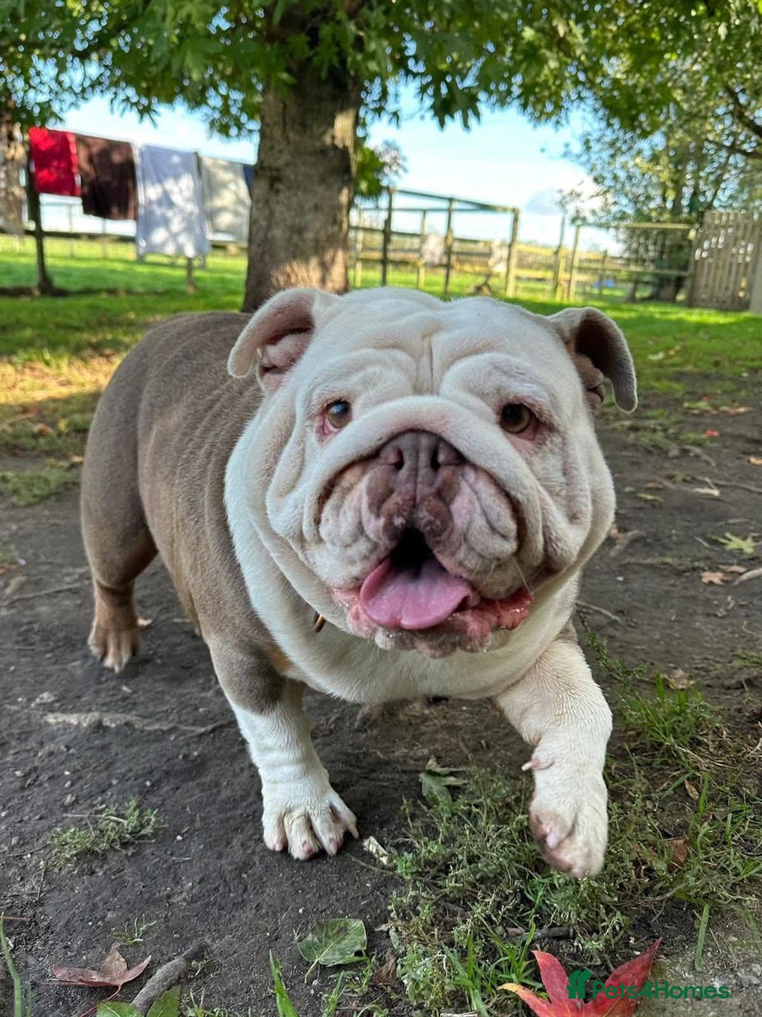 English Bulldog dogs for sale: Can anyone rehome our winnie ! - Image 5