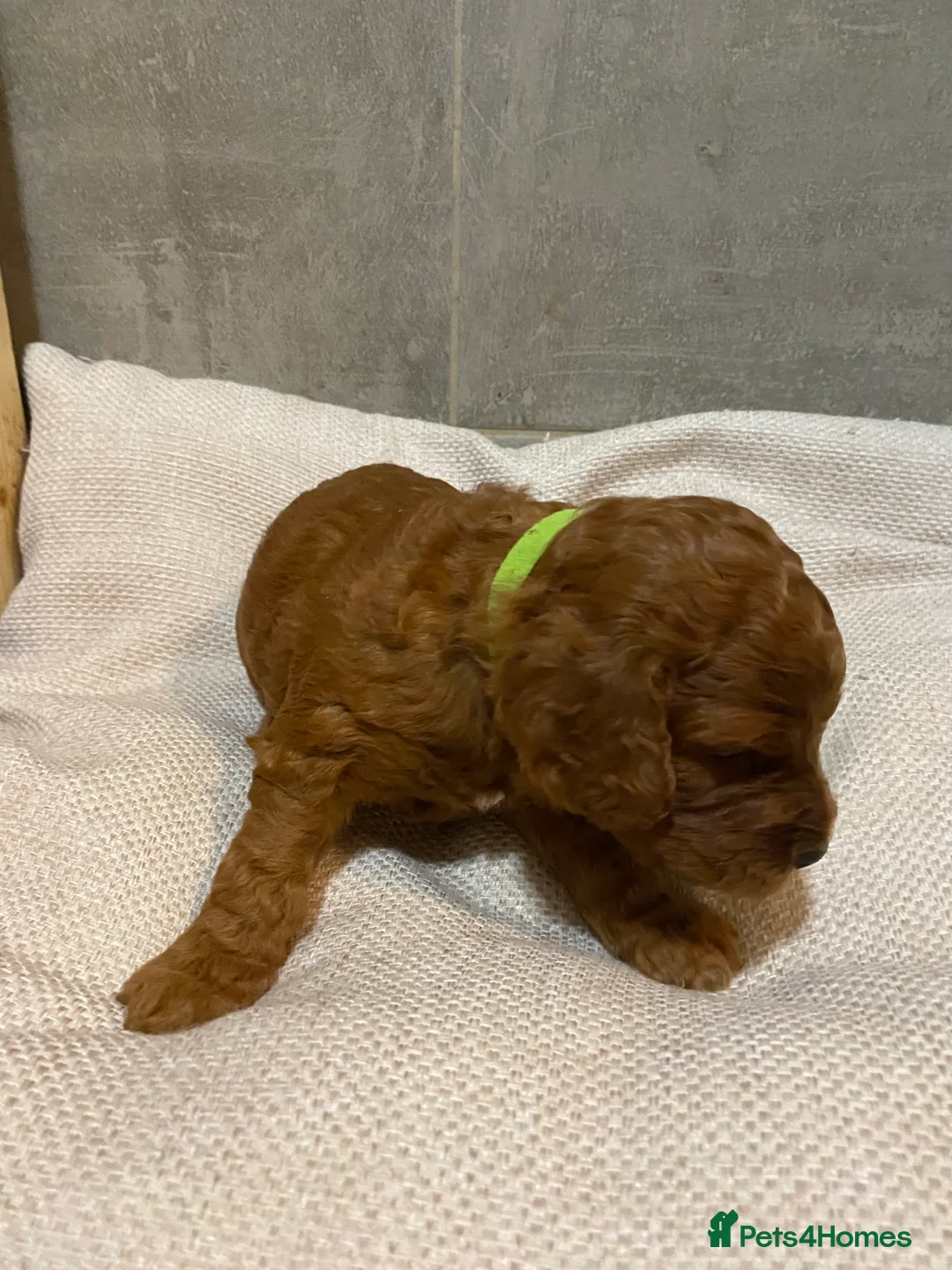 Irish Doodle dogs for sale: F1 Mini irishdoodle (JUST 1 LEFT) - Advert 11
