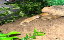 Bearded Dragon reptiles for sale: Bearded dragon and full set up - Advert 2