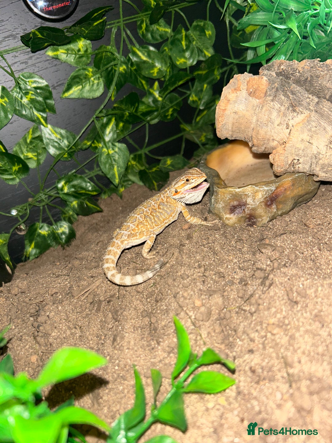 Bearded Dragon reptiles for sale: Bearded dragon and full set up - Advert 2