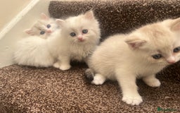 British Shorthair cats for sale: British shorthair  - Image 10