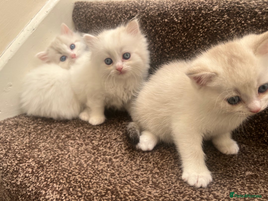 British Shorthair cats for sale: British shorthair  - Image 10