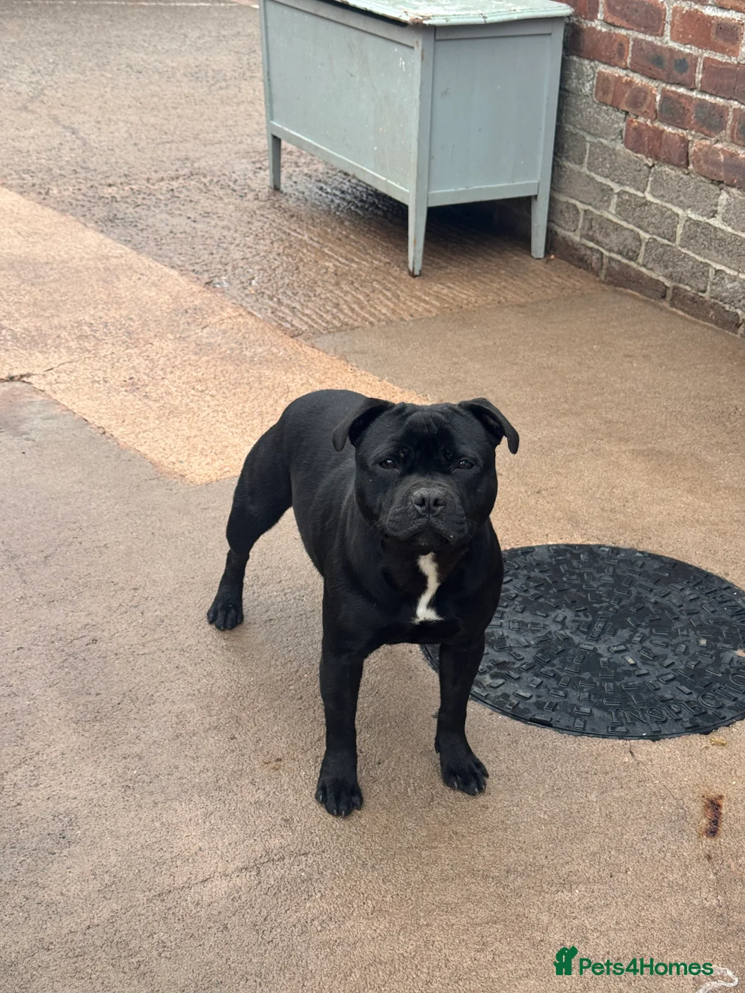 Staffordshire Bull Terrier dogs for sale: Waiting list!! Black x blue health tested Stafford - Advert 11