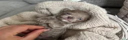 Chihuahua dogs for sale: 🐾🩶 OUTSTANDING litter of EXCEPTIONAL Chihuahuas - Advert 21