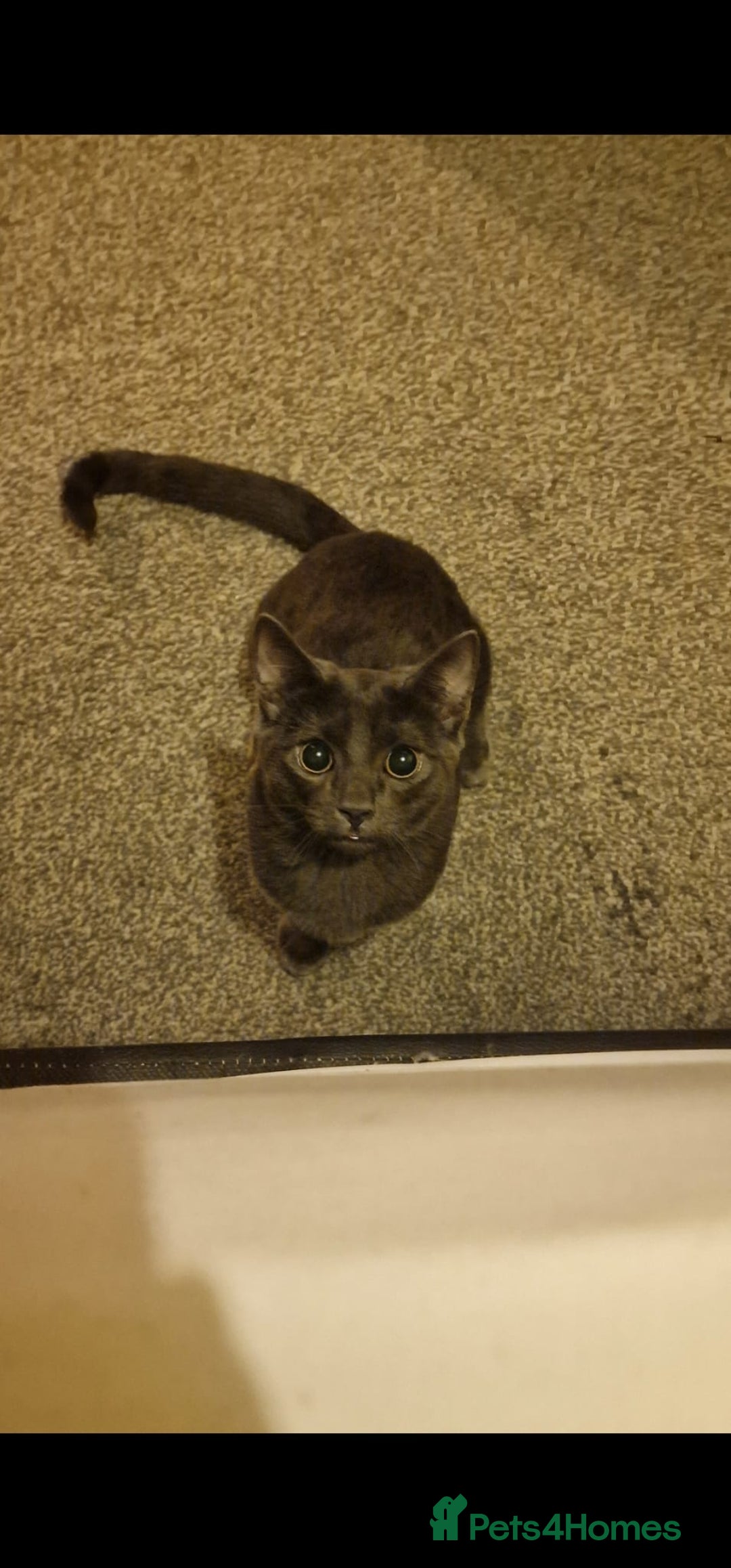 Mixed Breed cats for sale: Dusty and Misty are Affectionate and loving Duo - Image 2