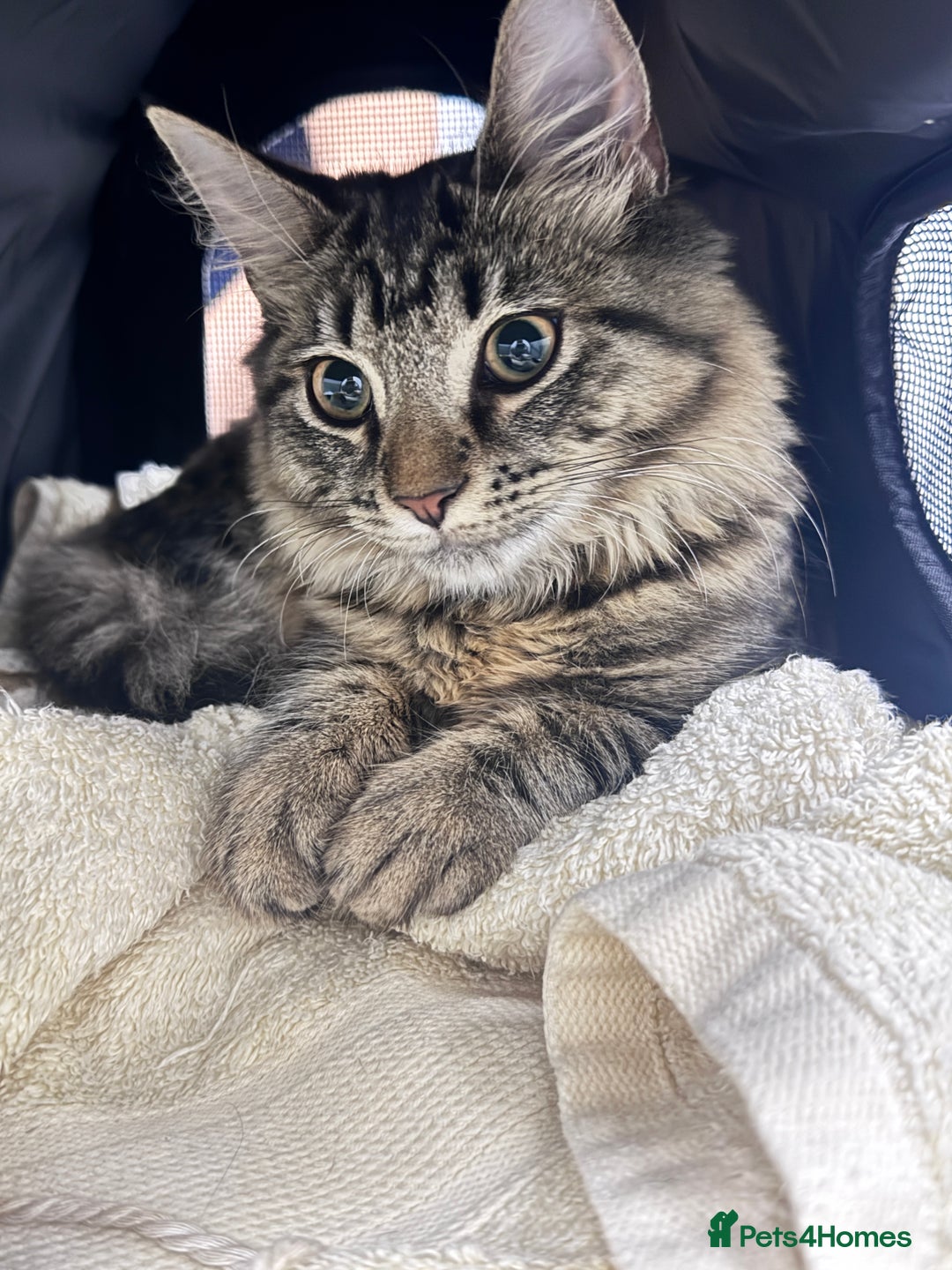 Mixed Breed cats for sale: Mixed breed 6 months old female kitten   - Advert 4