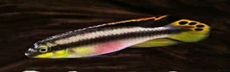 Cichlids fish for sale: Rainbow Kribensis Dwarf cichlid Tropical Fish - Advert 3