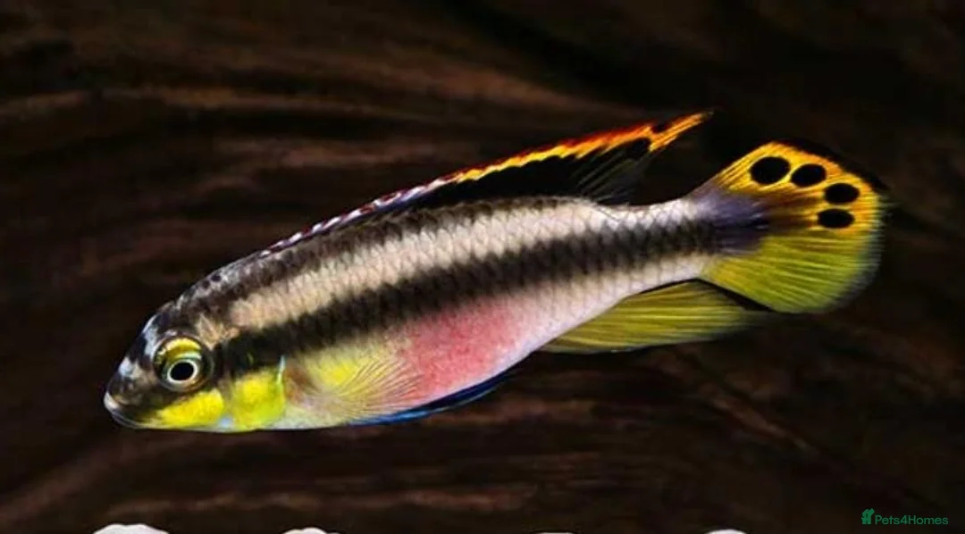 Cichlids fish for sale: Rainbow Kribensis Dwarf cichlid Tropical Fish - Advert 3