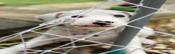 Dalmatian dogs for sale: Last one Beautiful KC Registered Dalmatian Puppie  - Advert 21