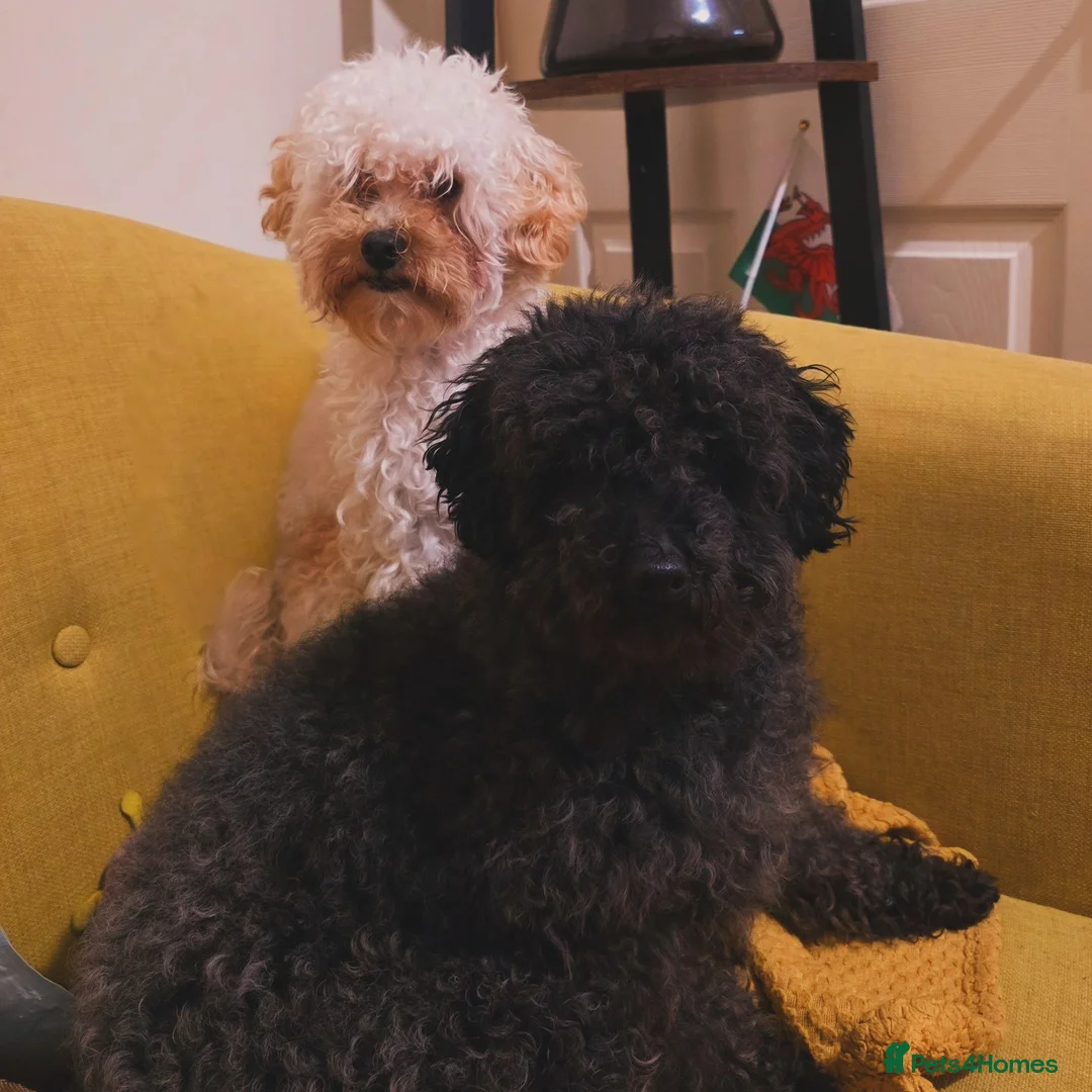 Toy Poodle dogs for sale: Female toy poodle for sale  - Advert 7