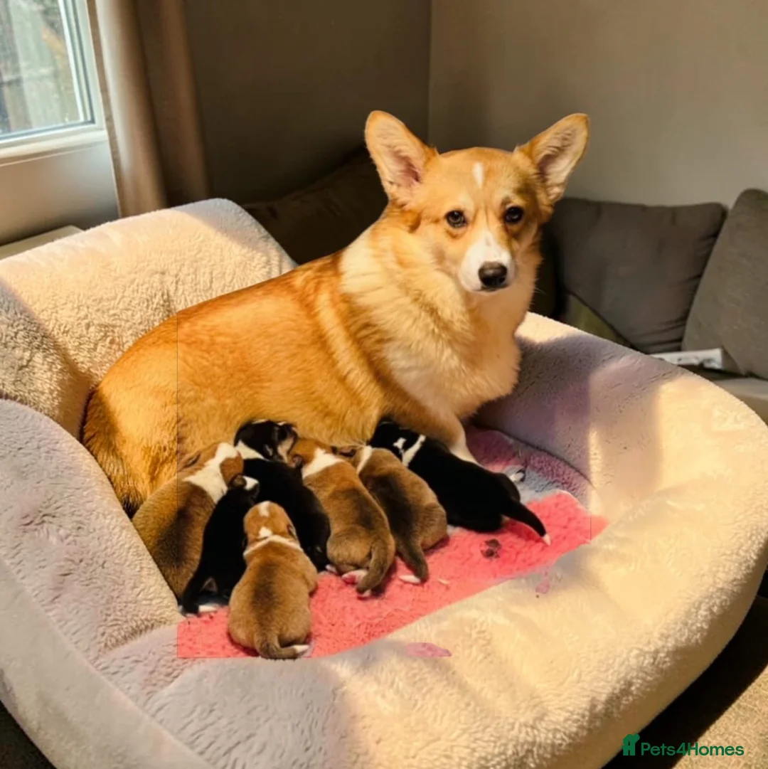 Welsh Corgi Pembroke dogs for sale: Corgi puppys in Cupar - Advert 2