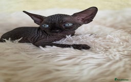Sphynx cats for sale: Adorable Sphynx kittens💝🐈‍⬛🐈 - Image 9