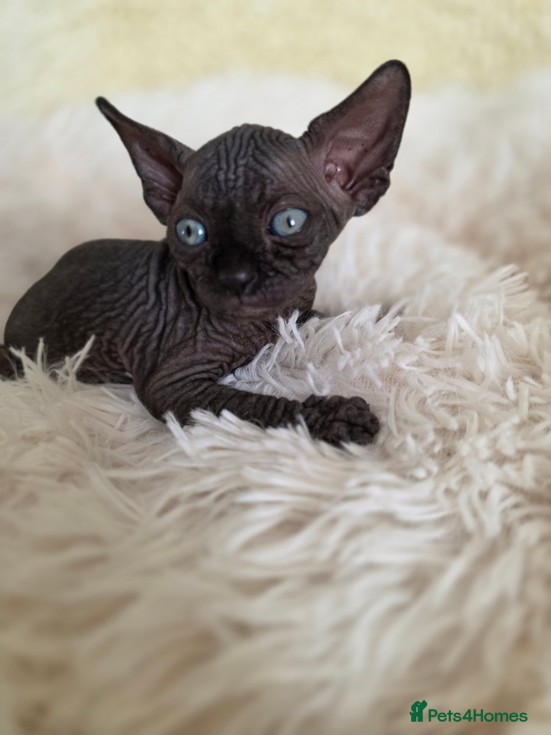 Sphynx cats for sale: Adorable Sphynx kittens💝🐈‍⬛🐈 - Image 9