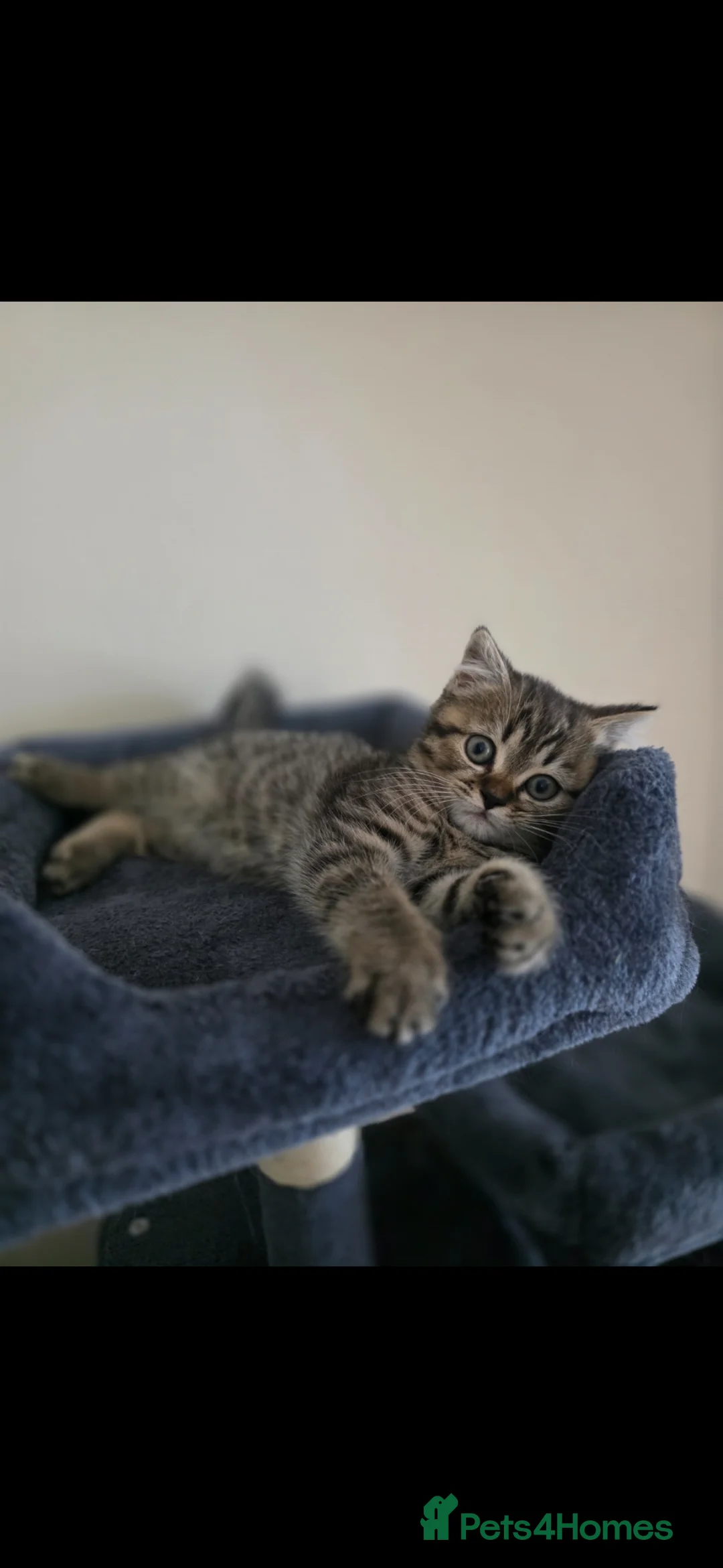 Scottish Fold cats for sale: Scotish straight  - Advert 2