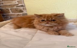 Persian cats for sale: 💗5 Boys and 3 Girl 💗 - Image 1