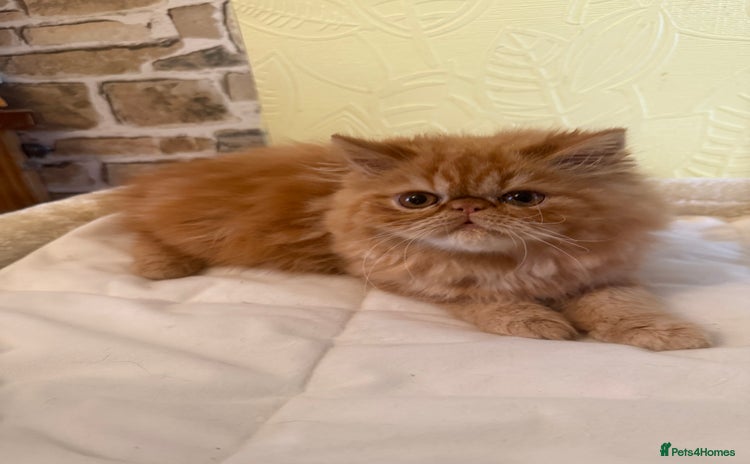 Persian cats - Advert 8