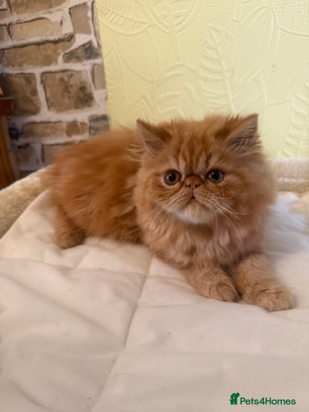 Persian cats for sale: 💗5 Boys and 3 Girl 💗 - Image 1