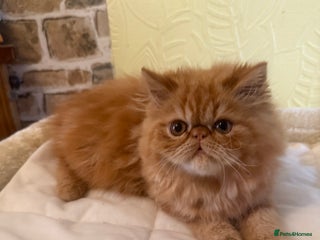Persian cats - Advert 24