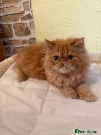 Persian cats - Advert 6