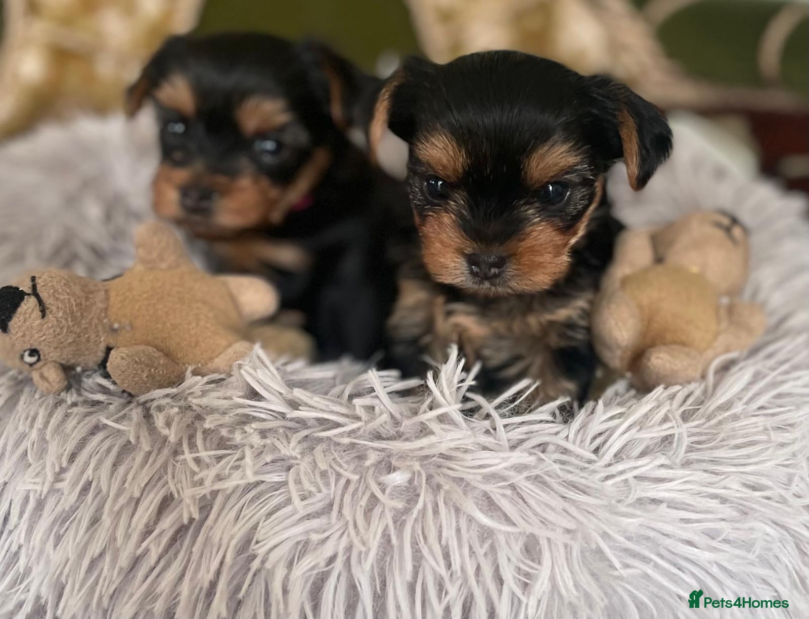 Yorkshire Terrier dogs Beautiful Female Yorkshire Terrier Pups - Advert 18