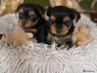Yorkshire Terrier dogs Beautiful Female Yorkshire Terrier Pups - Advert 18