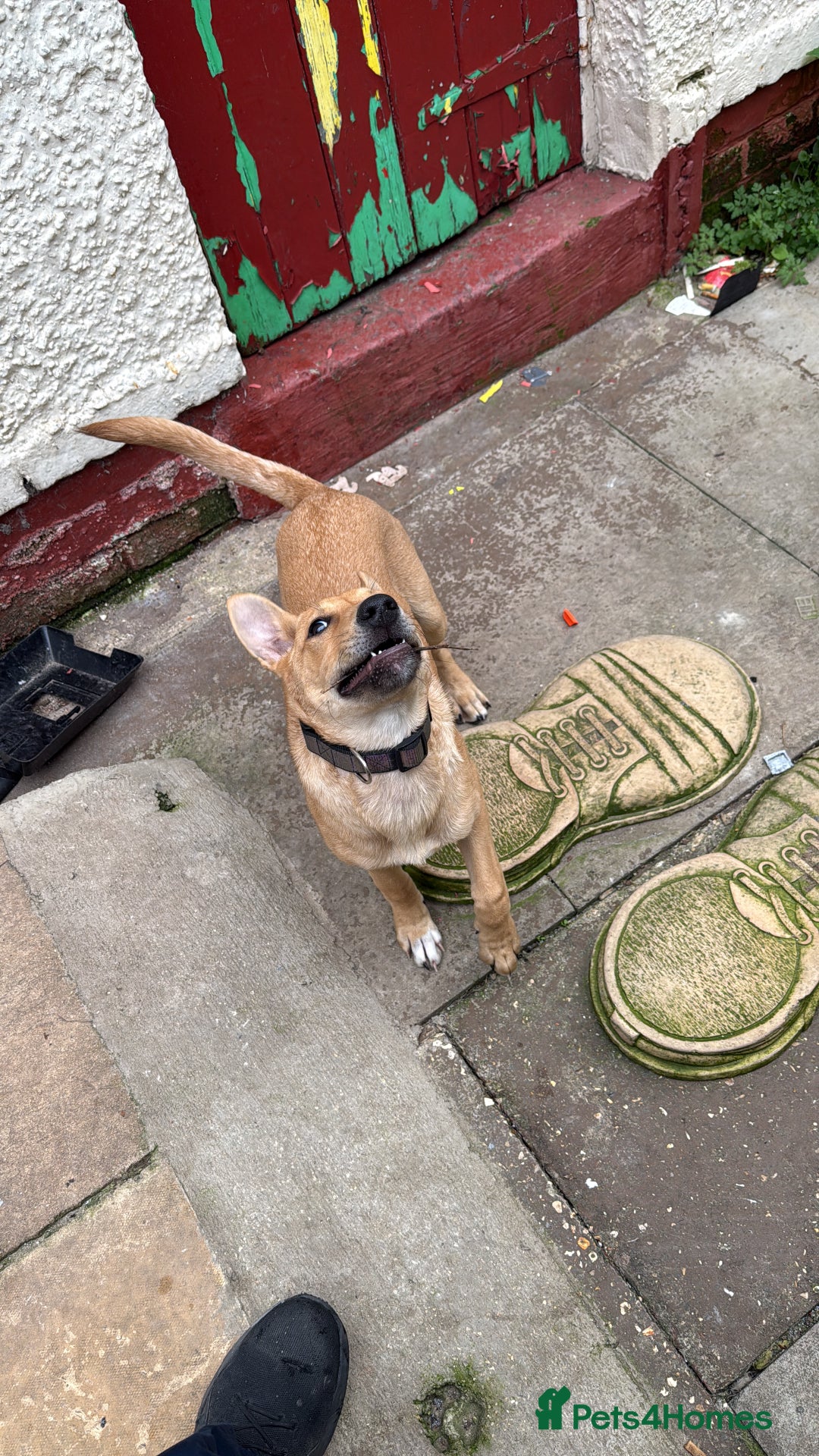 Mixed Breed dogs for sale: Lexi 7 Months old - Advert 6