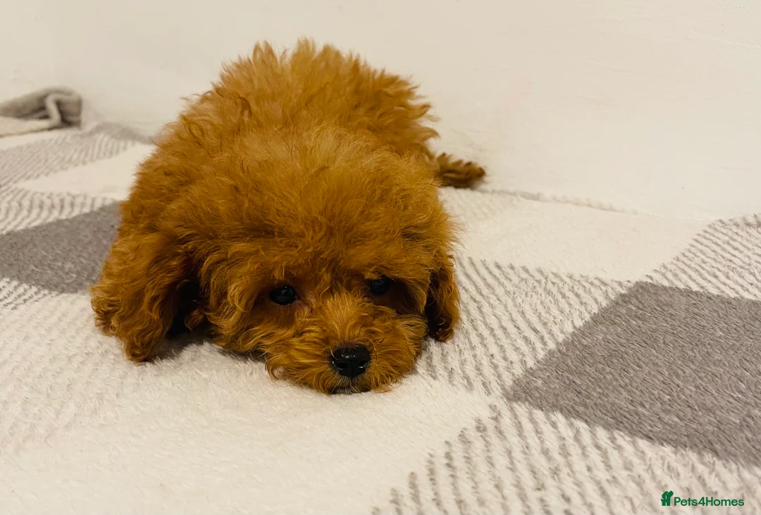 Cavapoo dogs for sale: Beautiful Cavapoo Puppies – Ready for Loving Homes - Advert 8