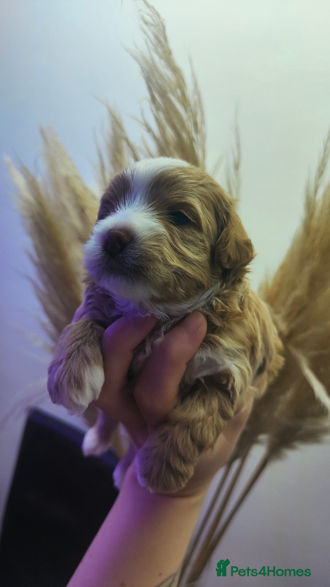 Maltipoo dogs for sale: F1 Tiny Maltipoo Puppies  - Advert 30