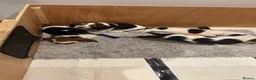 Basset Hound dogs for sale: Lady Penelope's Litter of Basset Hound Puppies - Advert 4