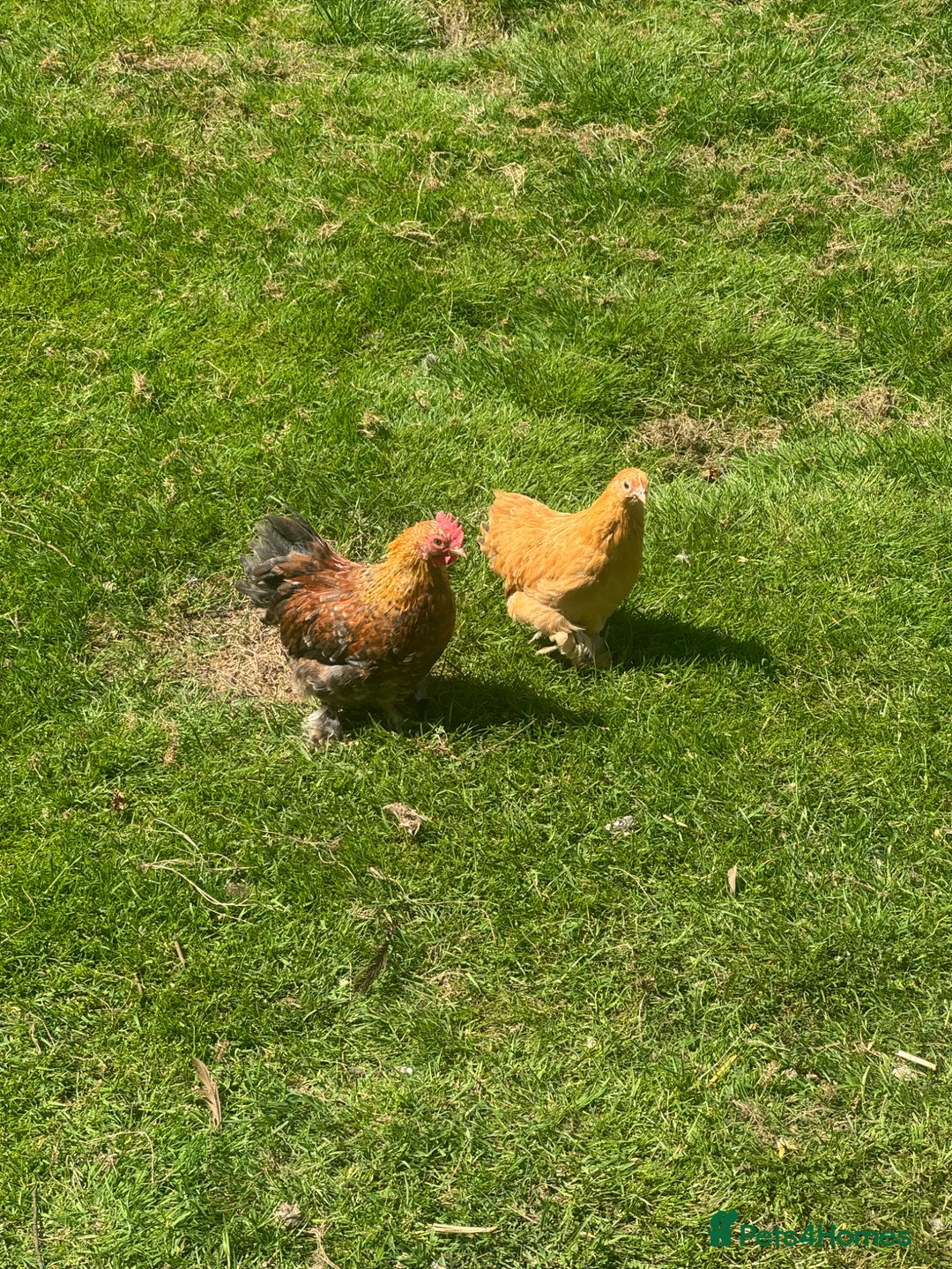Chickens poultry for sale: French Pekin Bantams  - Advert 4
