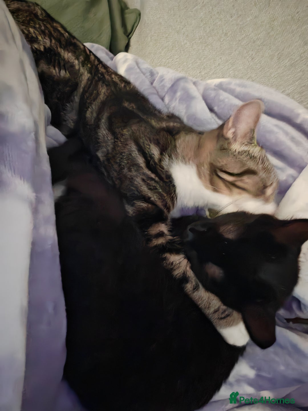 Mixed Breed cats for sale: Bonded pair of 1 year old kittens - Advert 11