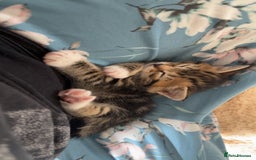 Mixed Breed cats for sale: Three mixed breed kittens for sale - Image 7