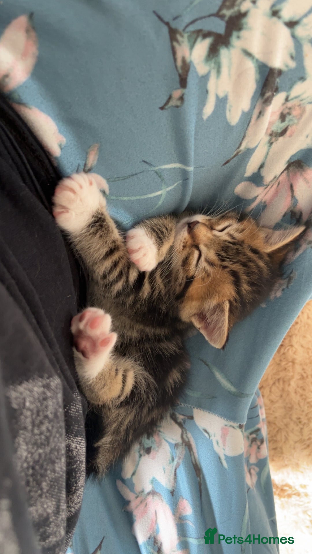 Mixed Breed cats for sale: Three mixed breed kittens for sale - Image 7
