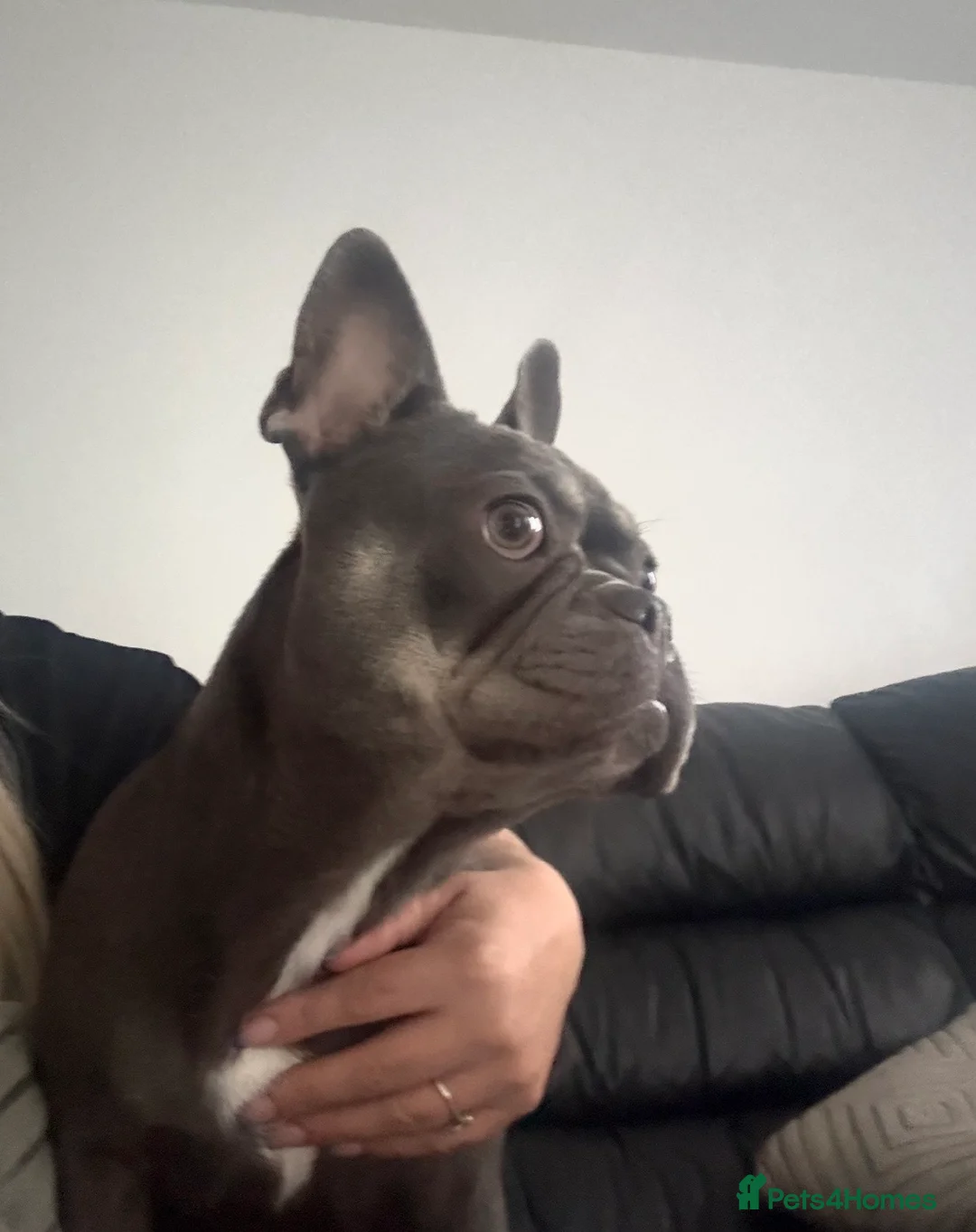 French Bulldog dogs for sale: Blue and Tan French bulldog bitch  - Advert 6