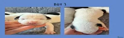 Jack Russell dogs for sale: Beutiful Tri colour Jack Russell Terriers in Caernarfon - Advert 8