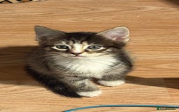 Mixed Breed cats for sale: Kittens for sale - Image 3