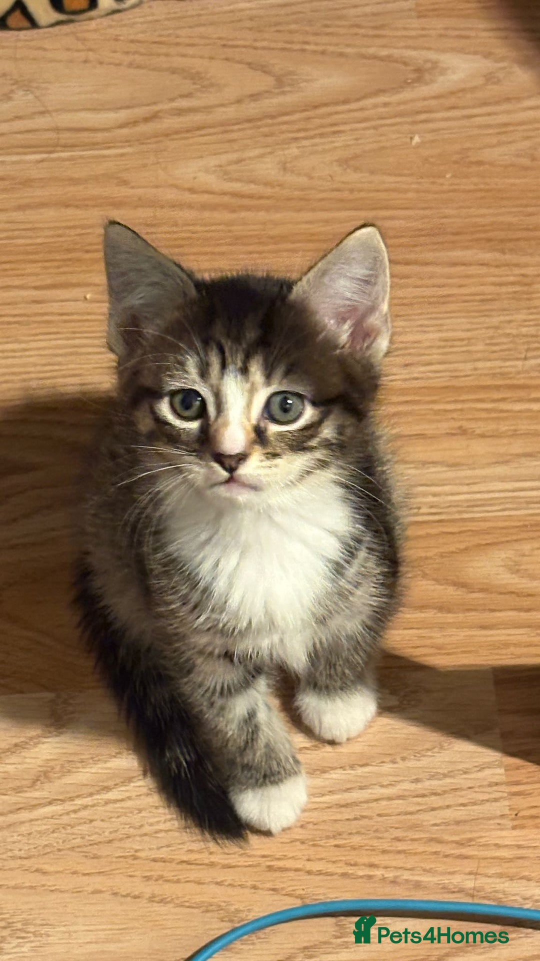 Mixed Breed cats for sale: Kittens for sale - Image 3