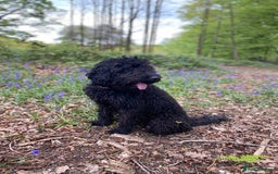 Australian Labradoodle dogs for sale: Adorable 3/4 Australian Labradoodle Puppies  - Image 4