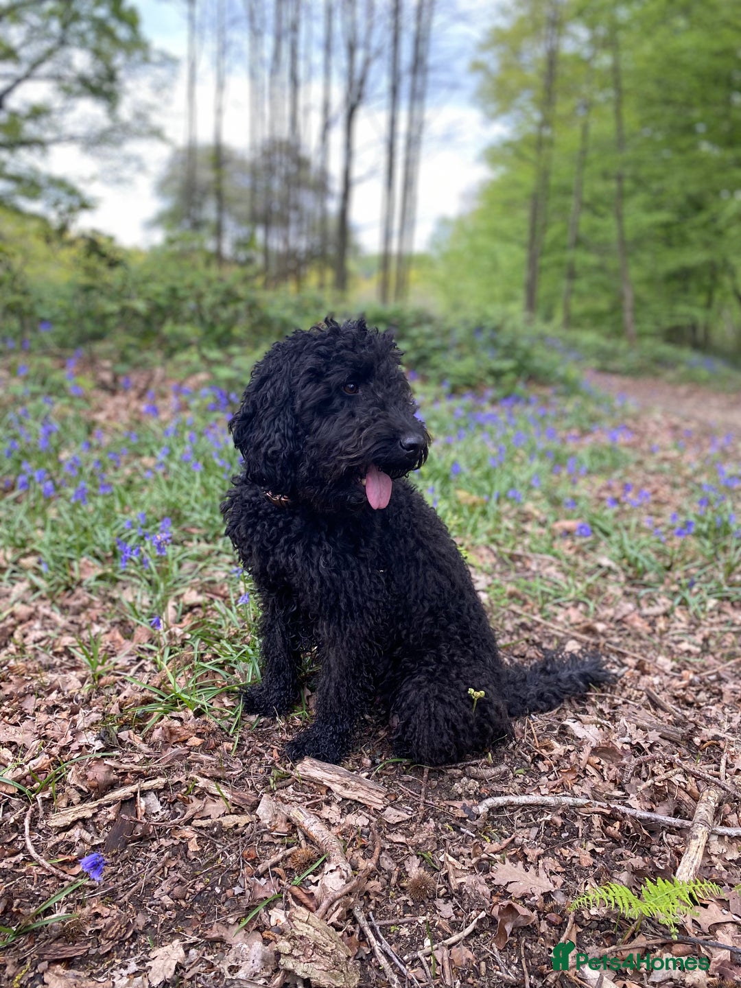 Australian Labradoodle dogs for sale: Adorable 3/4 Australian Labradoodle Puppies  - Image 4
