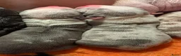 American Bully dogs for sale: Incredible Pocket Bully pups - Advert 24
