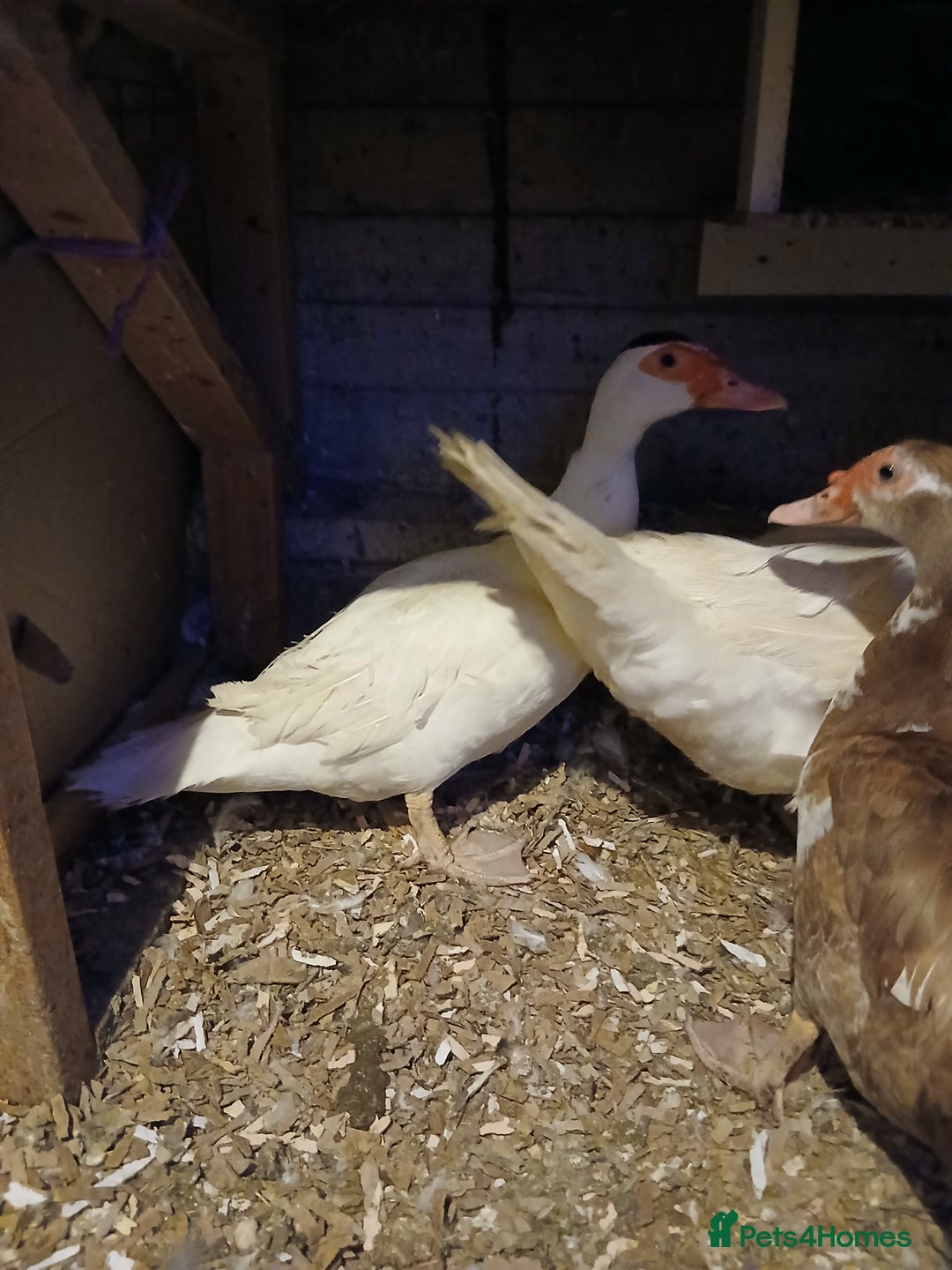 Ducks poultry for sale: Muscovey ducks  - Image 2